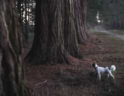 Pes sbírá odvahu vejít do temného lesa, unsplash.com, Nick Gordon